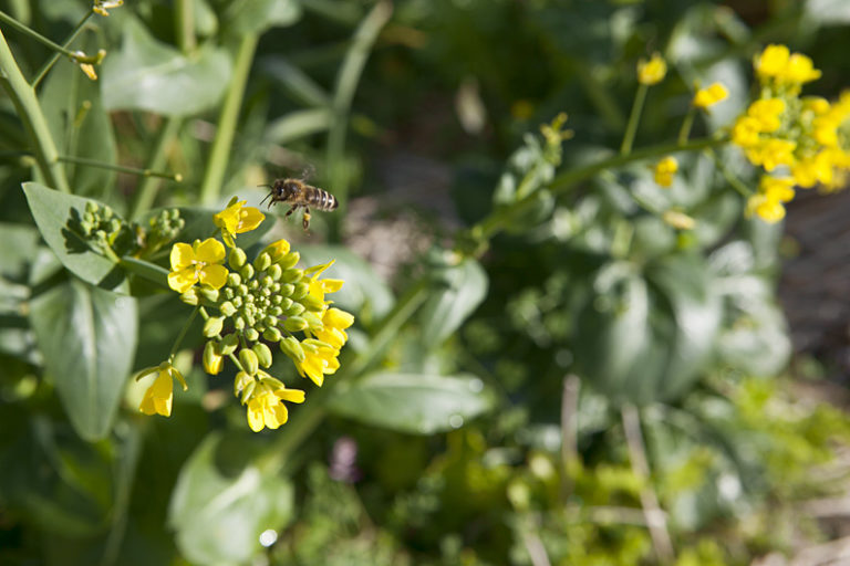 Bees flying around bok choy in Australlia