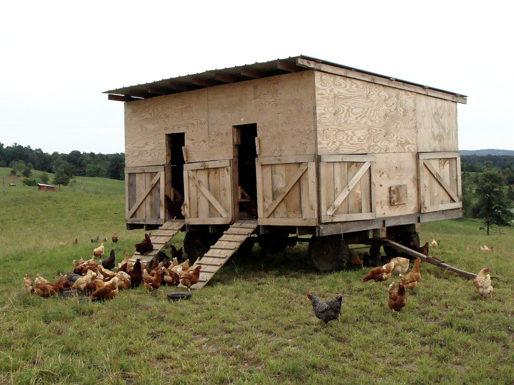 best_chicken_set_up2