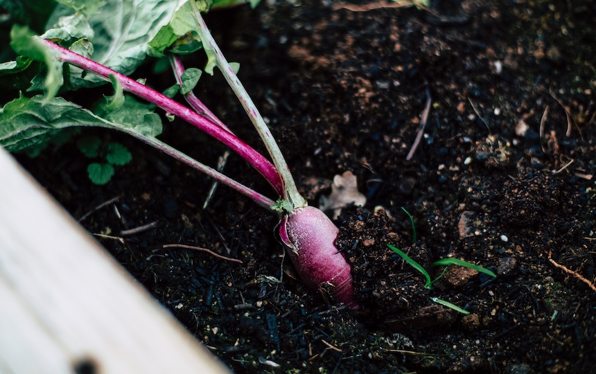 BioGuano: How To Care For Your Soil & The Planet