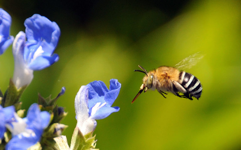 Native bee blue banded bee