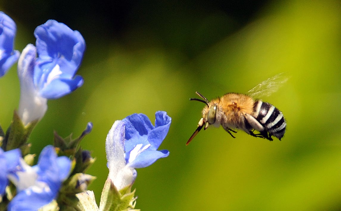 Native bee blue banded bee