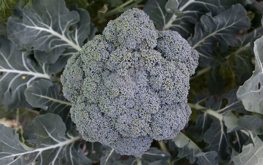 Broccoli: in most climatic regions of Australia, winter is the time for planting broccoli. Home grown broccoli is next level to that which you buy in the supermarket and if you can’t grow it yourself, buy it fresh from a local grower and savour the flavour. 