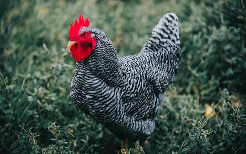 chicken characteristics 