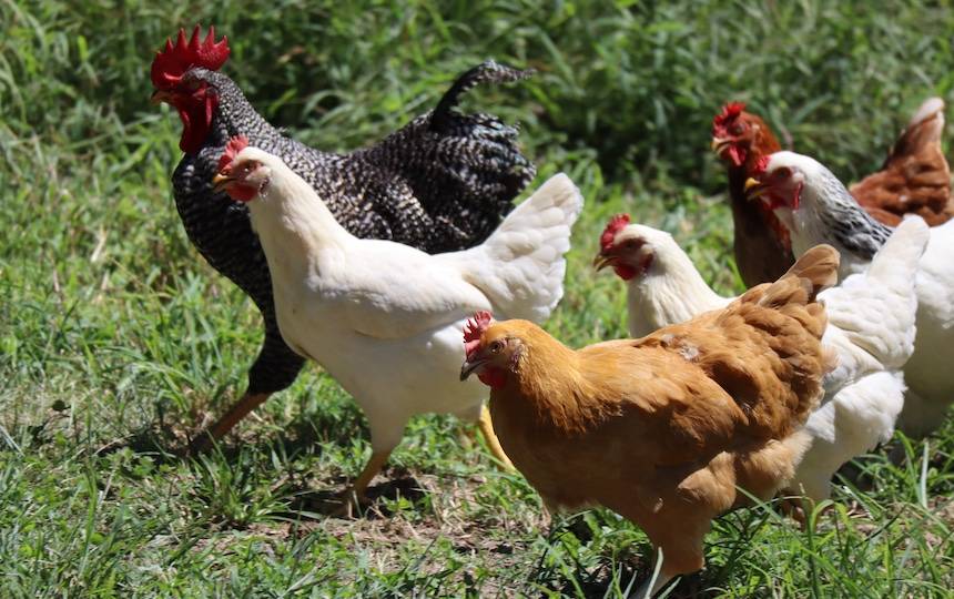 Chicken breeds chart