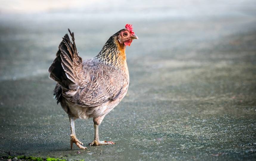 Chicken breeds chart