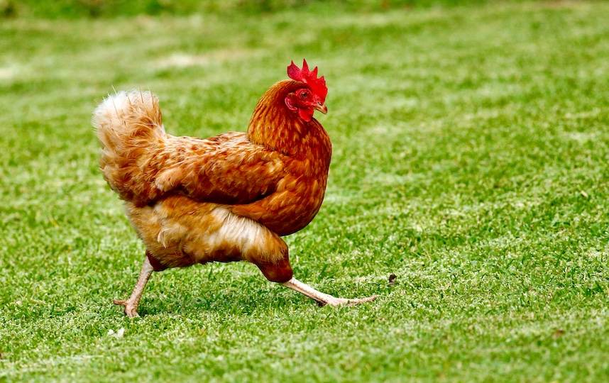 Chicken breeds chart