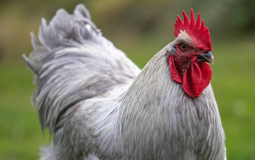 chicken