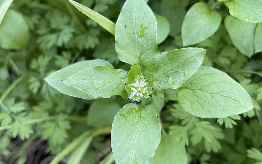 Chickweed Pakoras Recipe