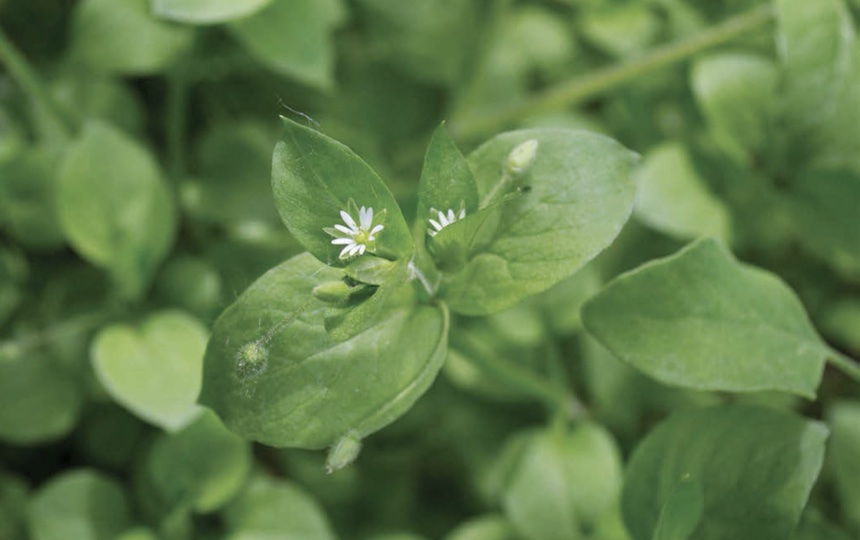 Chickweed
