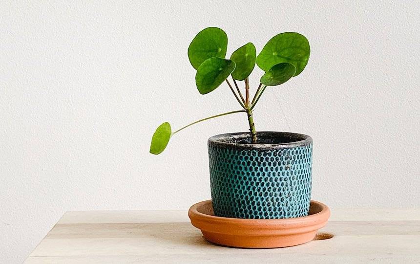 6 Indoor Plants For Beginners Chinese Money Plant or Friendship Plant (Pilea peperomioides)