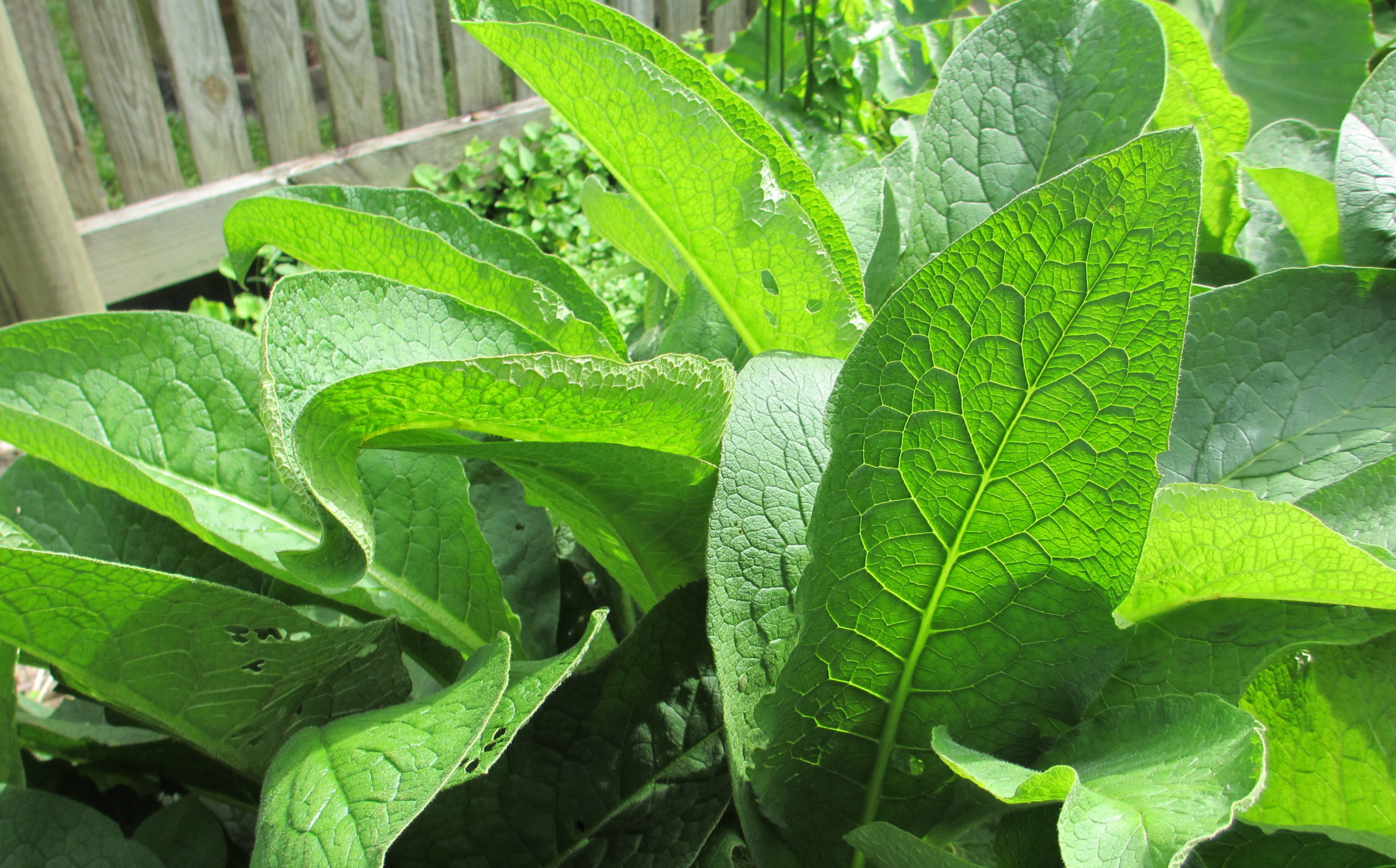 comfrey
