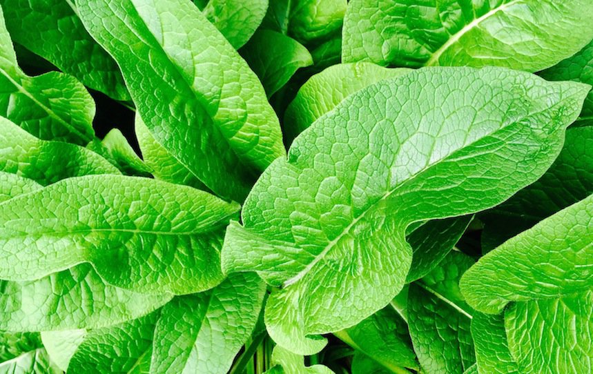 comfrey
