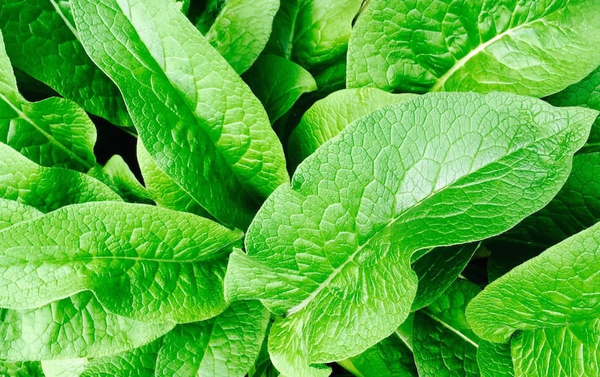 comfrey