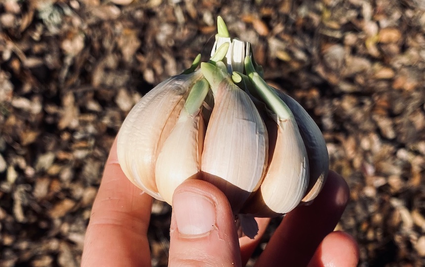 Composting garlic