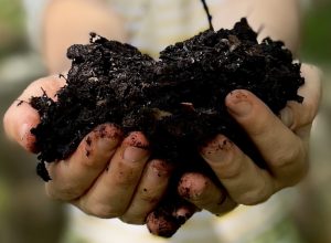 Composting seeds, pips, stones 5