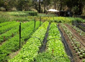 Crop Succession Planting