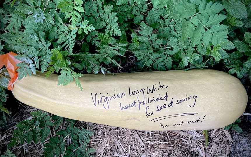 Cucurbits- Hand-Pollinating For Seed Saving
