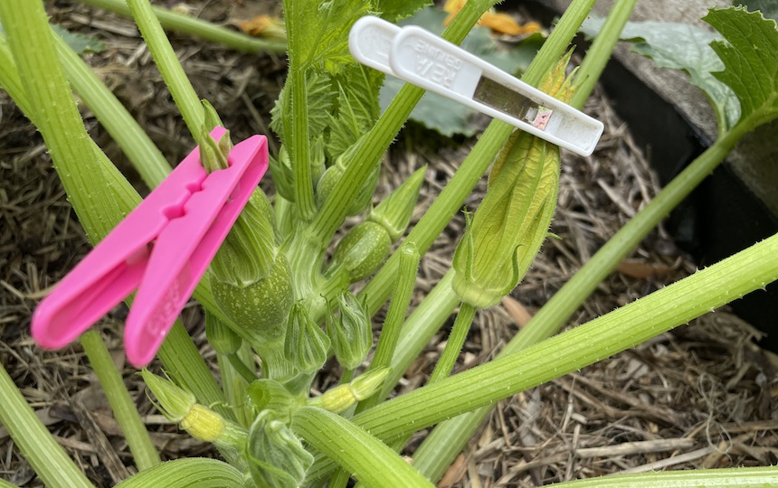 Cucurbits- Hand-Pollinating For Seed Saving