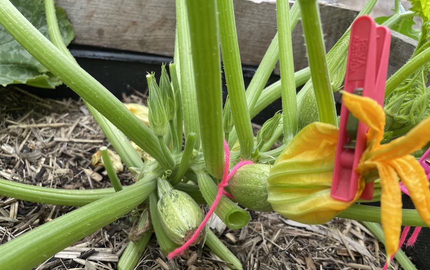 A guide to hand pollination
