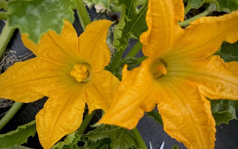 Cucurbits- Hand-Pollinating For Seed Saving