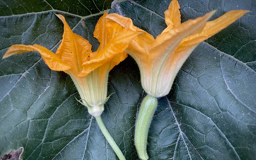 Cucurbits- Hand-Pollinating For Seed Saving 