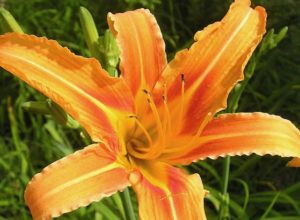 edible perennials