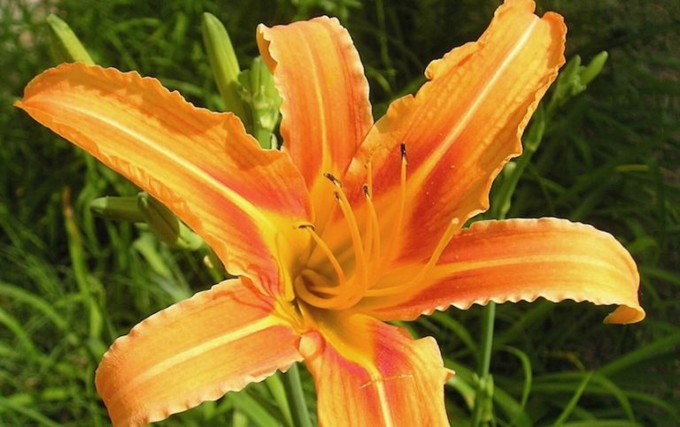 edible perennials