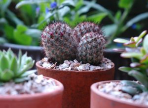 Edible succulents