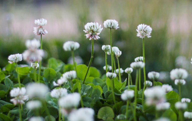 Edible Weeds- Nutritious & Free