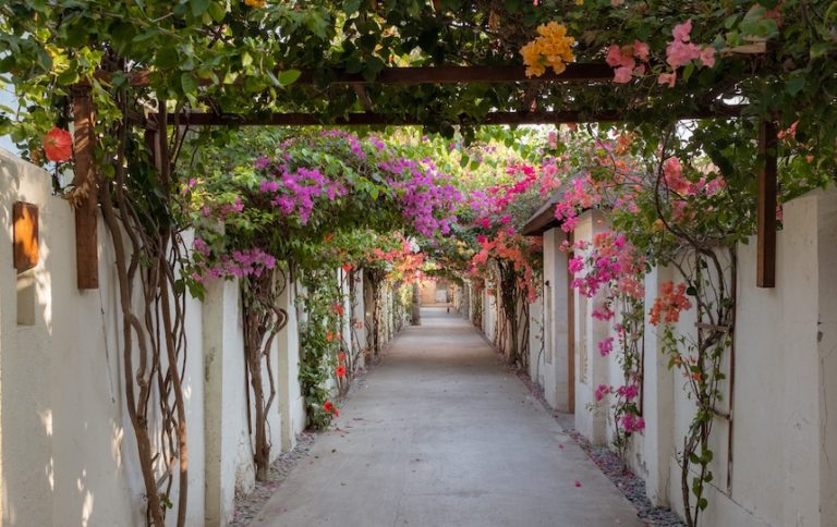 Employing Deciduous Shade In Your Home and Garden