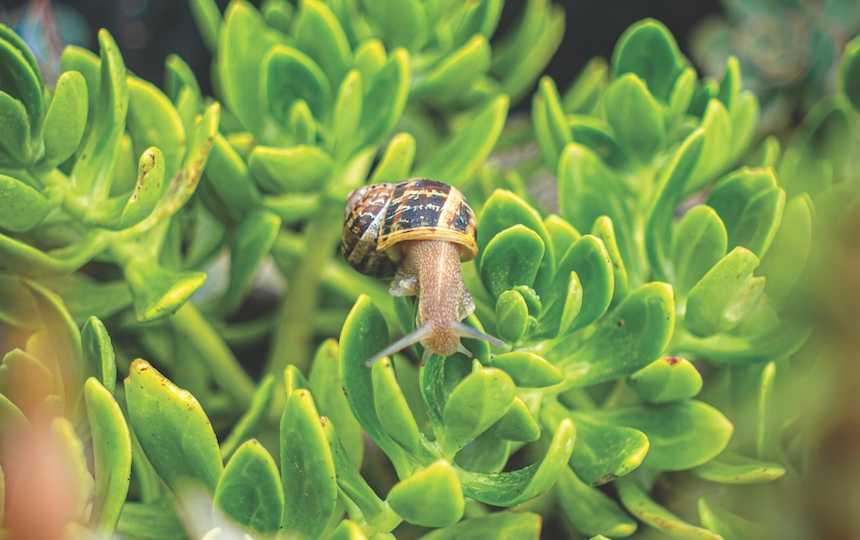 Escargots Recipe (aka Gardener’s Revenge!)