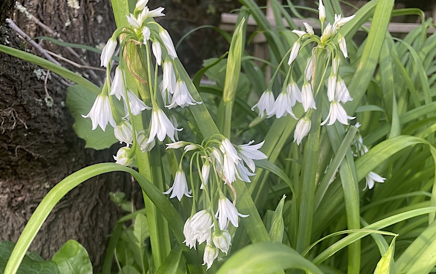 Wondering what to do with an abundance of onion weed? Turn your weed problem into a delicious solution with this fermented whole onion weed recipe