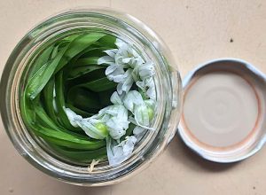 fermented onion weed