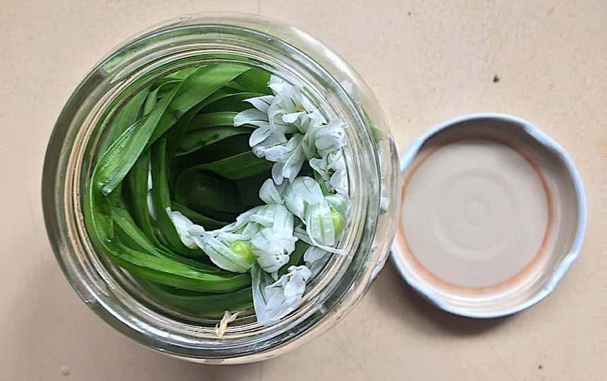 fermented onion weed