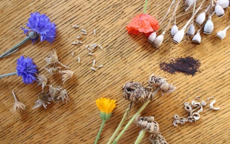 Flower seed saving