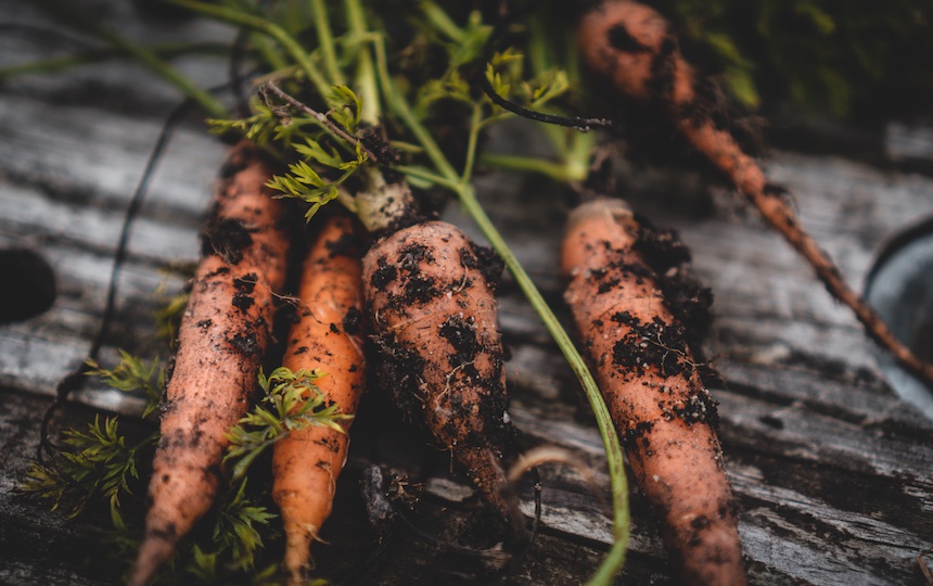 Growing carrots