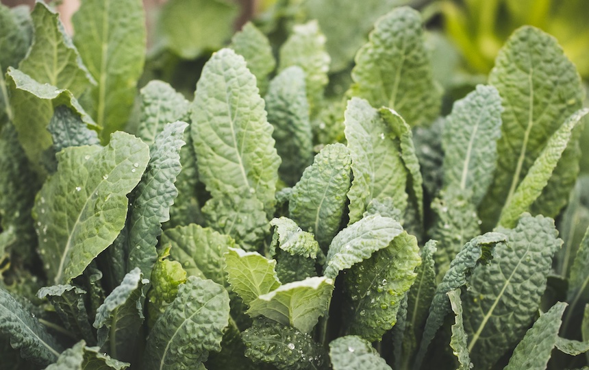 Growing food at home