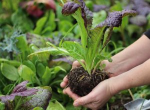 Why Healthy Soils Make Healthy Humans