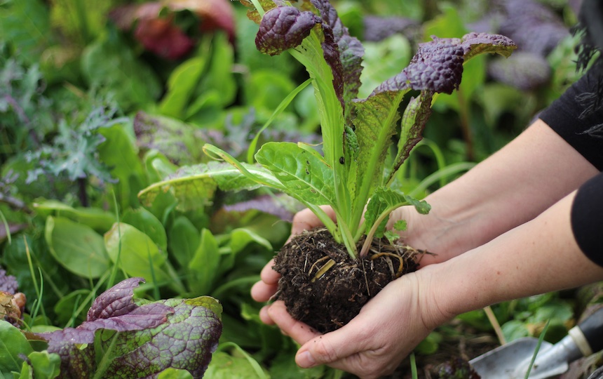 Why Healthy Soils Make Healthy Humans
