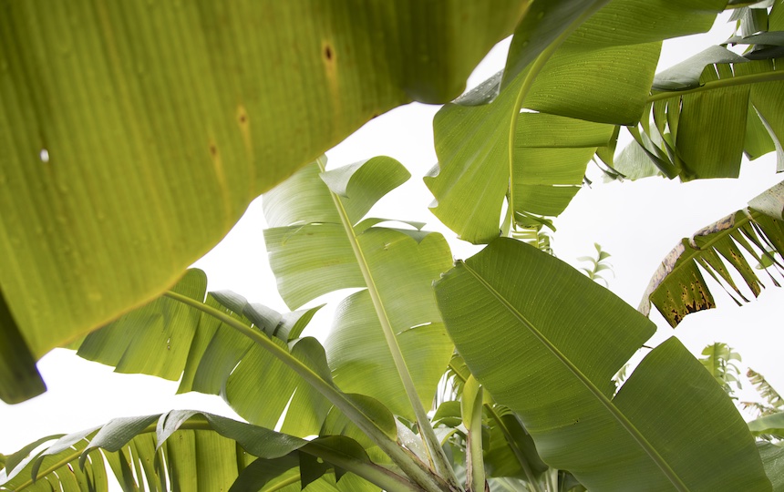banana plantation