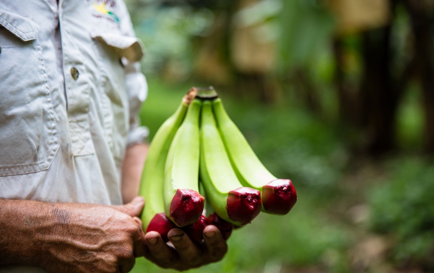 Man holding bunch of bananas
