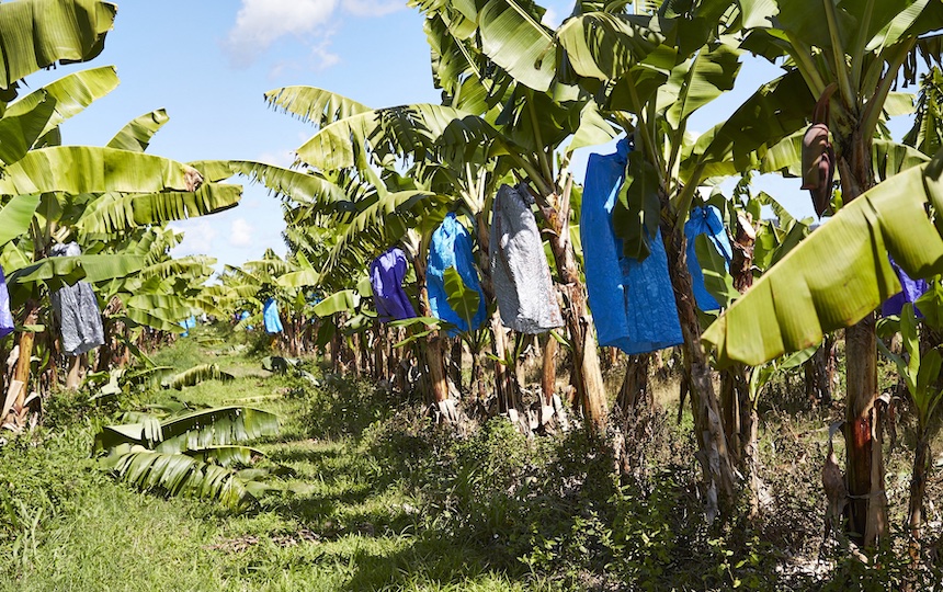 bananas plantation