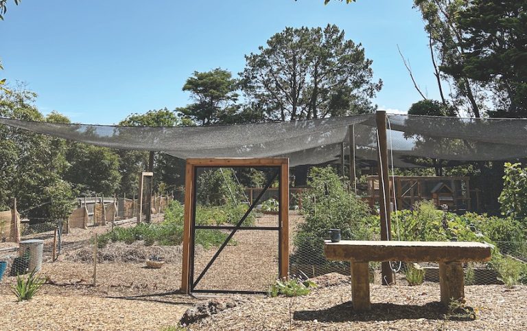 From Disused Tennis Court to a Productive Vegie Garden 3