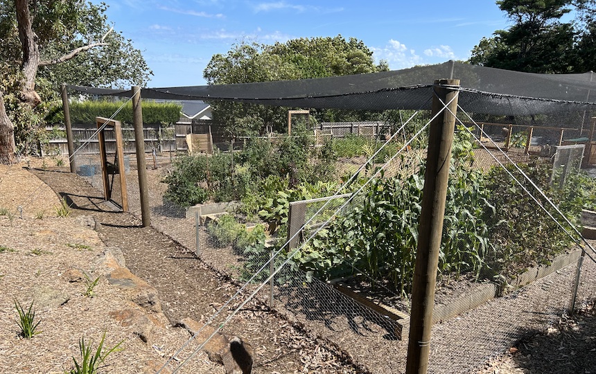 Growing food at home
