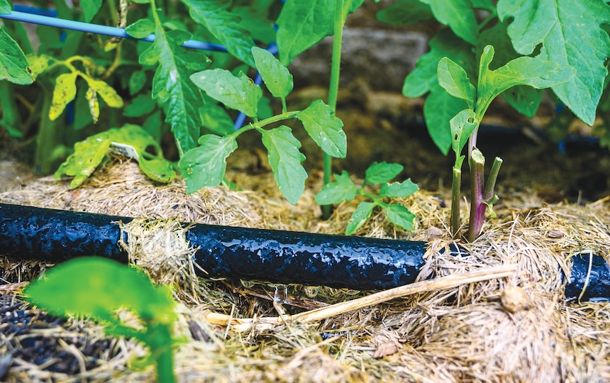 Sprinklers are a simple way to cover more ground and spray pressure can be increased or decreased by the turn of the tap. 