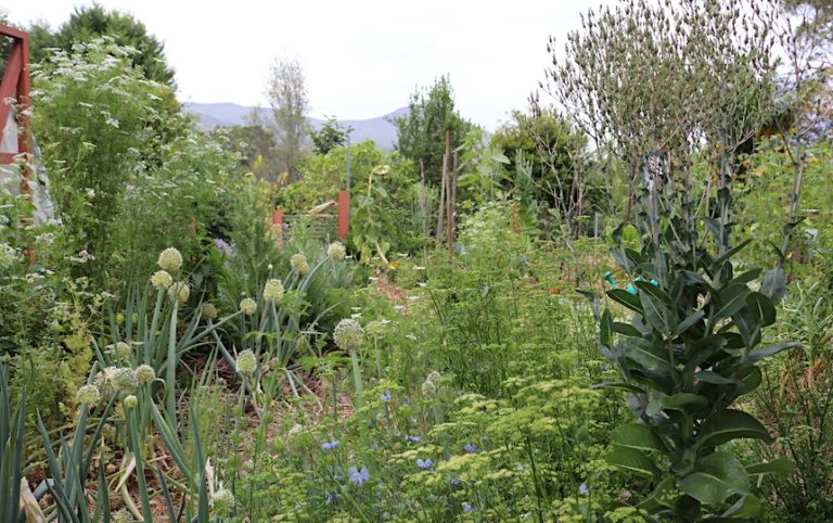 Garden Planning New Year's Resolutions