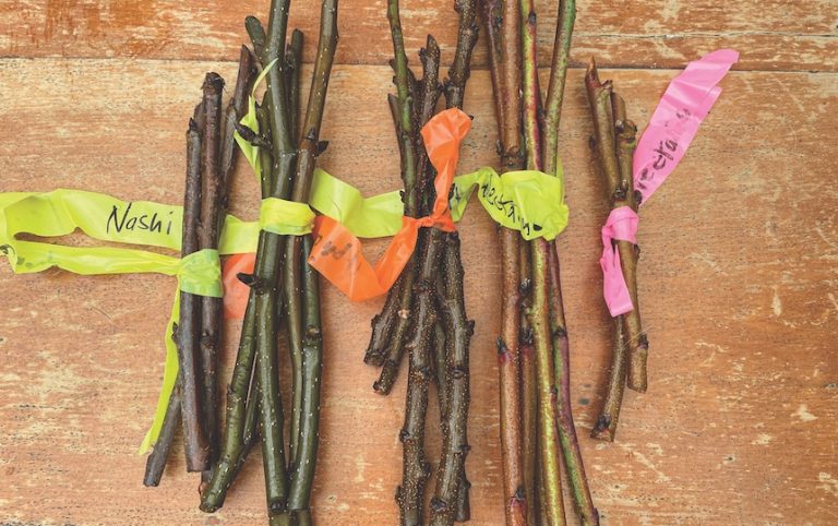 Grafting Trees: Fruit Tree Grafting Guide | Pip Magazine