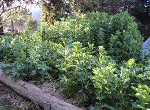 Green manure: The secret to improving soil quality