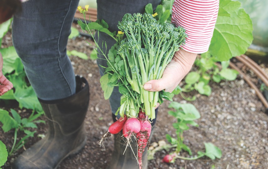 Grow Your Own Food- Pip’s Free eBook