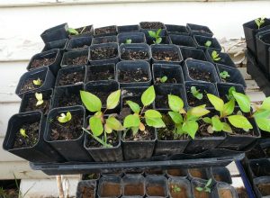 10 Tips to Spring Clean Your Garden for Summer